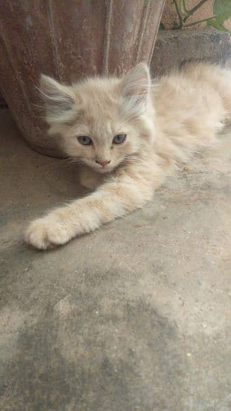 brown white cat 1