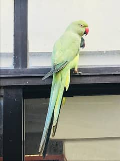 female parrot for sell 0