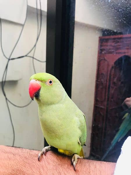 female parrot for sell 1