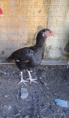 4 aseel hens for sale