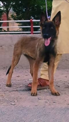 pure Bagyari female 4 month available full aggressive breed security