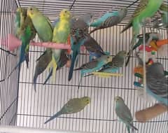 budgies available reasonable price