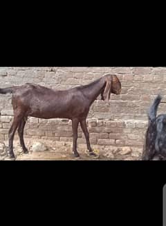 nagri bakri for sale 03215698997