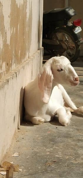 Read Full Ad Gulabi Goat kids male female 0