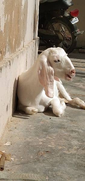 Read Full Ad Gulabi Goat kids male female 1