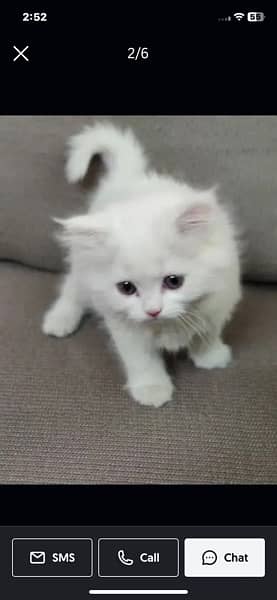 Persian kitten colours white and grey available triple court 2