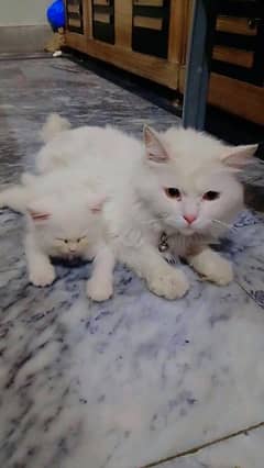 Triple coated cat For sale Argent