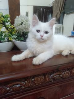 4 month persian semi punch kitten very active and playful