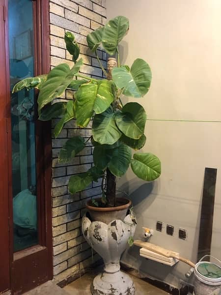 real money plants and many pots urgent sale 2