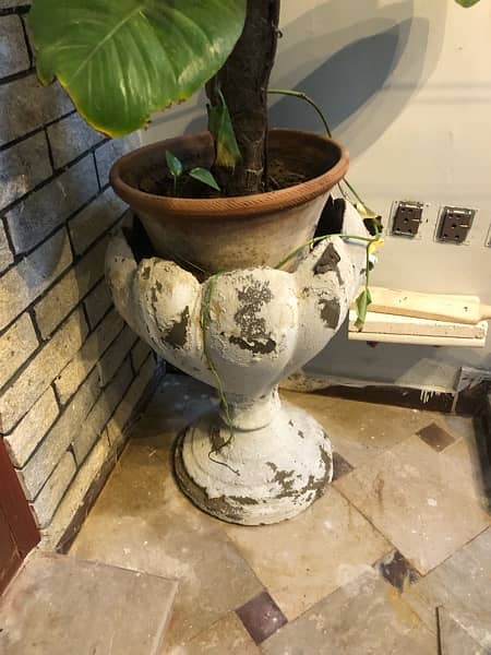 real money plants and many pots urgent sale 5