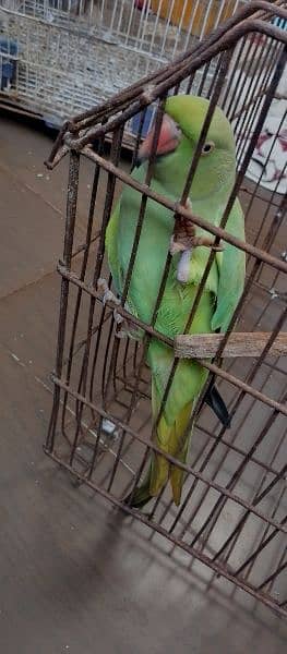 ringnack parrot 2