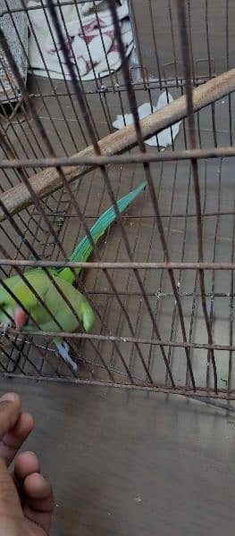 ringnack parrot 3