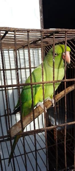 ringnack parrot 4