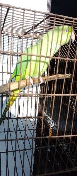 ringnack parrot 5