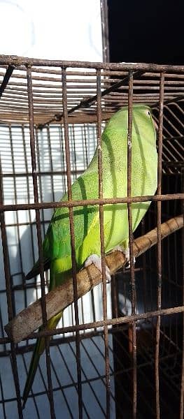 ringnack parrot 7