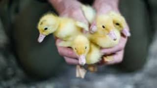 ducklings pair 700  delivery possible