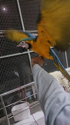 1 piece of Blue And Gold Macaw parrot 6 month age Self baby