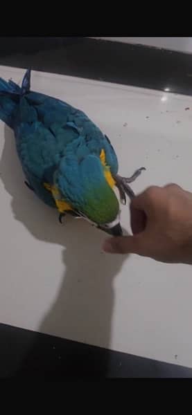1 piece of Blue And Gold Macaw parrot 6 month age Self baby 1