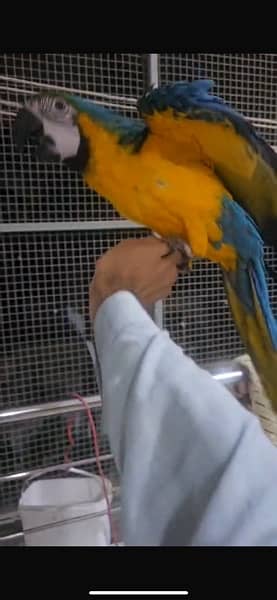 1 piece of Blue And Gold Macaw parrot 6 month age Self baby 3