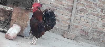 Rooster for sale urgent