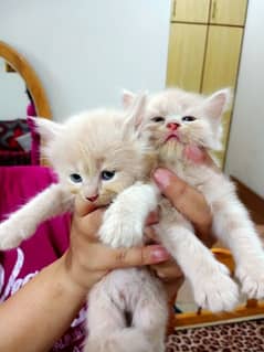 Persian kittens Pair