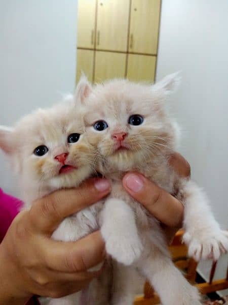 Persian kittens Pair 1
