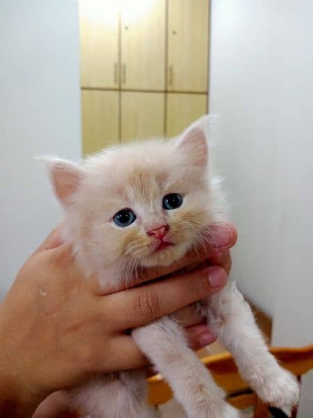 Persian kittens Pair 2