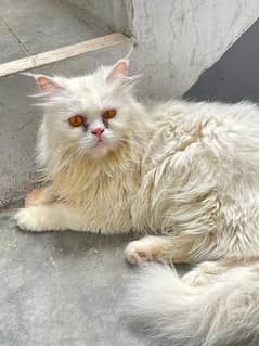 pure white Persian female triple coated cat