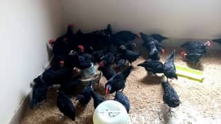 Australorp chicks Available