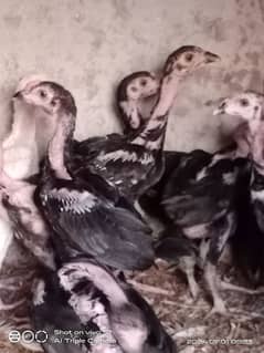 Aseel Chiks for sell High Qullety 1700 per picc