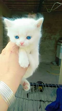 blue eyes pure white persian kitten whatsapp#03216628846