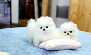 Pomeranian puppies 03700502245