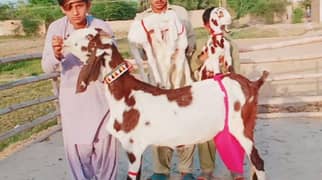 desi Bakri for sale/0328=27=41=035/