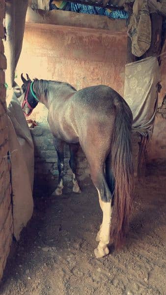 horse for sale 2 years old 2