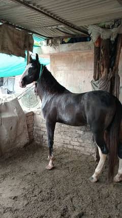 horse for sale 2 years old 0