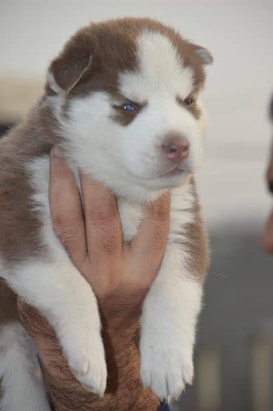 husky puppy | siberian husky puppies | hasky | dog for sale 2