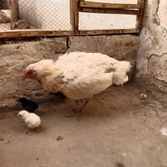 Aseel murgi sath 3 chicks