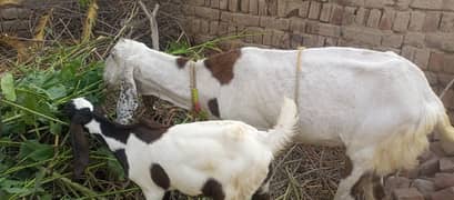Goat with 3 Kids for sale, Bakri 3 bacho sath sale k Leye available h