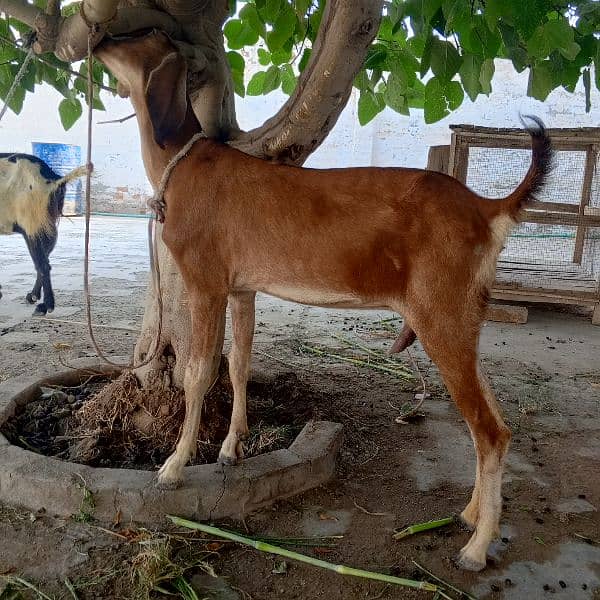 2 Pregnant goats for sale 2