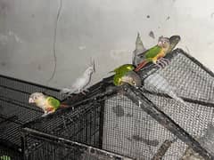 GREEN CONURE BREEDER PAIR AND PINEAPPLE CONURE BREEDER MALE