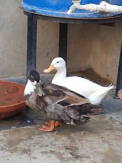 Desi Duck Pair