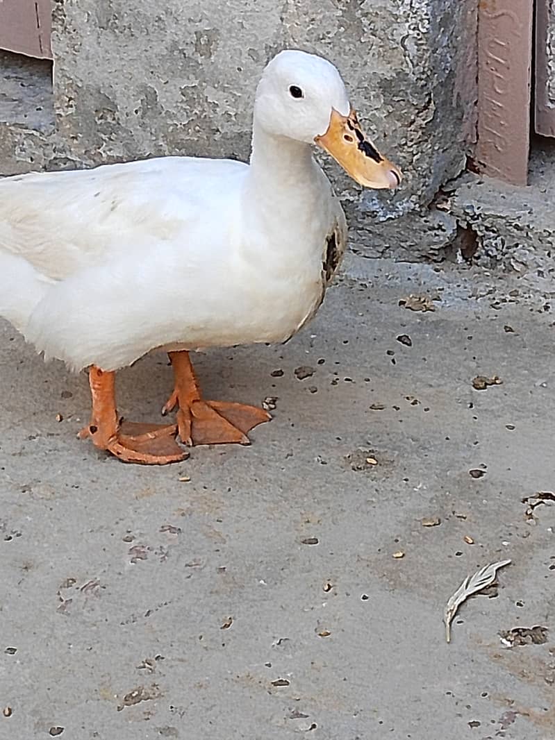 Desi Duck Pair 2