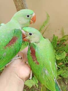 Hand Tamed Jamboo Size Raw Chick Pair  Urgent Sale.