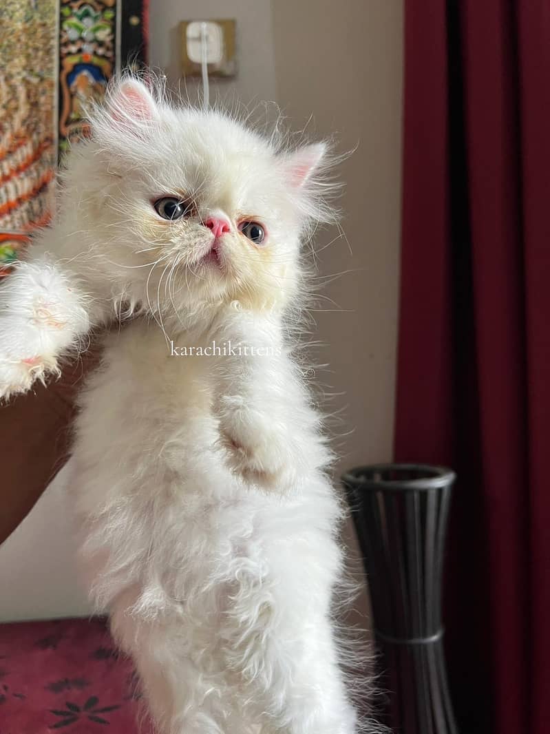 Pure persian kittens 7