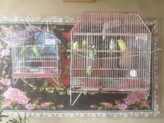 Australlian parrots pairs sale with cage