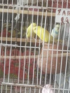 Australlian parrots breeding pairs sale with cage