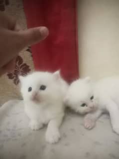 Persian tipple coat kittens.