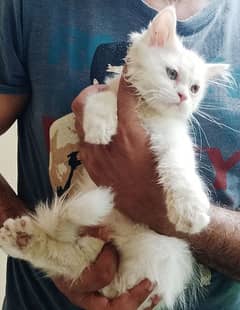 Pure Persian kittens white and grey color available