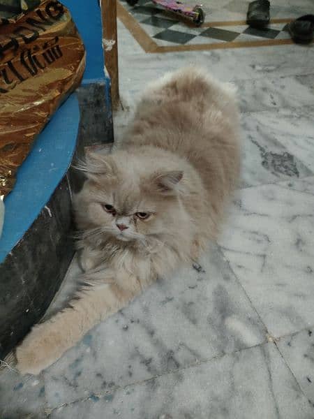 Nutred male cat for sale very beautiful 1