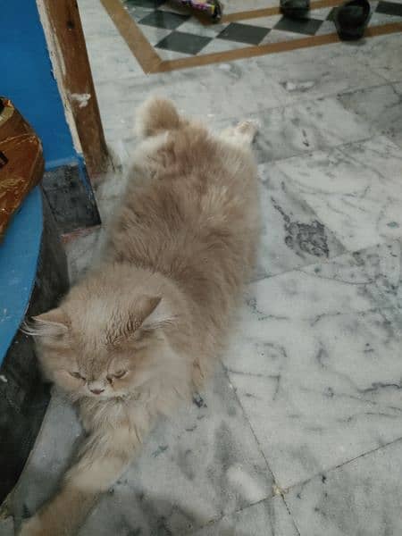 Nutred male cat for sale very beautiful 2